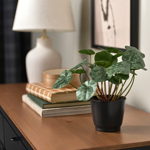 IKEA BROKTRAST dark grey plant pot 9cm styled on a shelf with other pots and plants