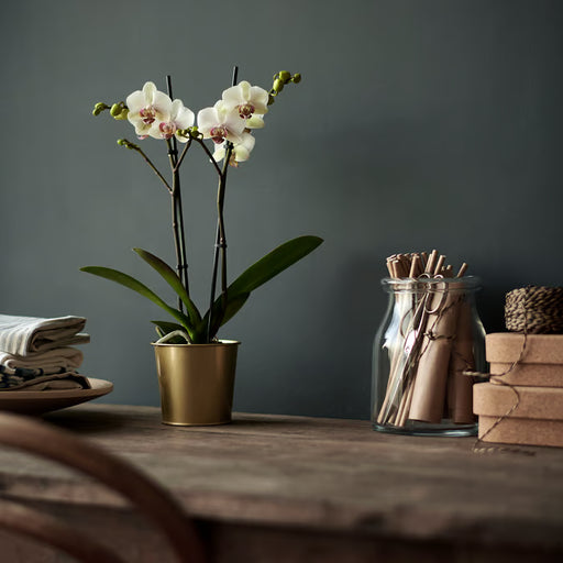 IKEA DAIDAI brass plant pot styled with orchid, books and scrolls on a wooden table