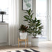 IKEA DAKSJUS bamboo plant stand styled with multiple indoor plants showing height and proportion in room corner