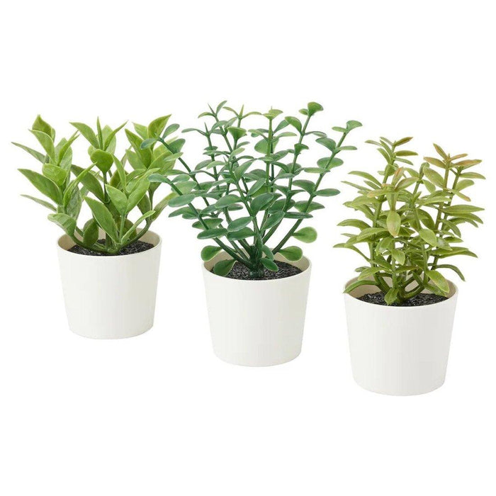Three potted plants with green leaves in white pots on a white background