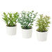 Three potted plants with green leaves in white pots on a white background