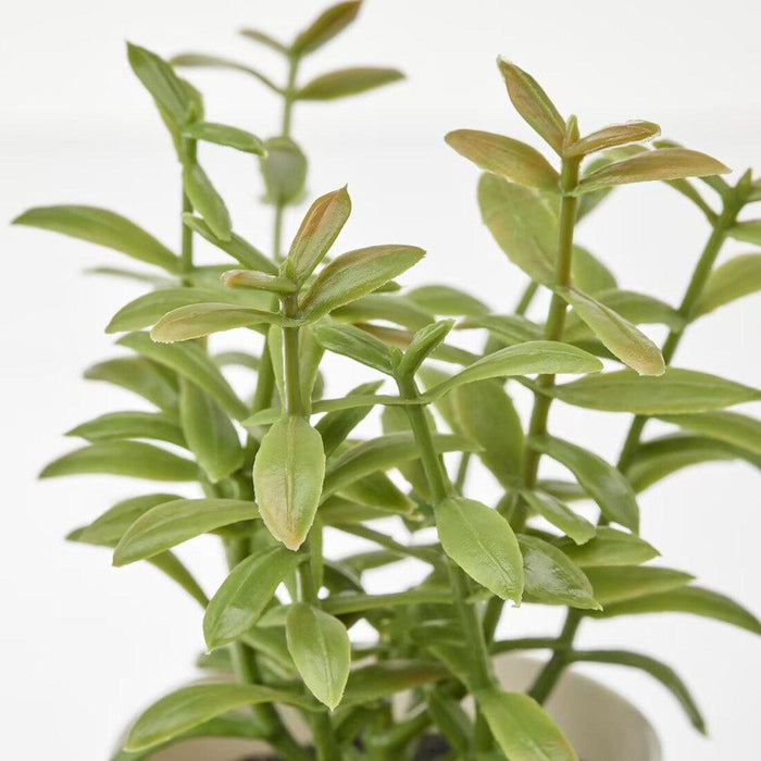 Close-up of a green plant with a white background