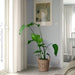 FLODBJÖRK Plant Pot with Houseplant - Indoor Greenery