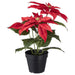 Digital Shoppy IKEA Artificial Potted Plant, in/Outdoor Poinsettia/red 12 cm. 30496626,artificial plant with pot online , natural looking artificial plants ,artificial plant for home decoration, artificial trees with pots, A realistic-looking artificial poinsettia plant in a small red pot, measuring 12 cm in height.
