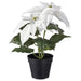 IKEA VINTERFINT White Poinsettia Artificial Potted Plant in a decorative pot.