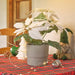 IKEA VINTERFINT Poinsettia/white Artificial Plant in a modern pot suitable for any home decor.