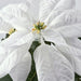 Close-up of the lifelike white Poinsettia bloom on the IKEA VINTERFINT artificial plant.