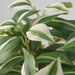 Realistic-looking Tradescantia Zebrina potted plant, with no maintenance required-40546579