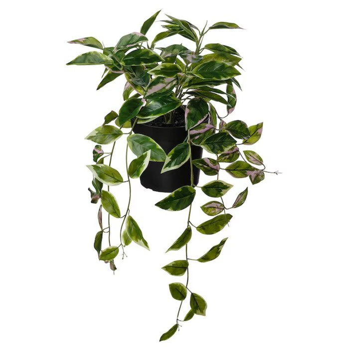 IKEA FEJKA Artificial potted plant, in/outdoor Wax plant/hanging, 15 cm (6 ")