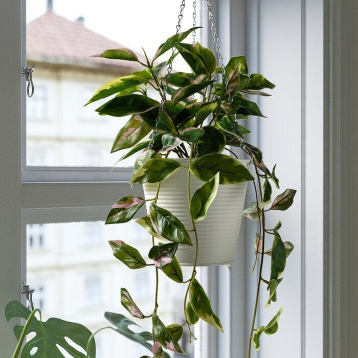 IKEA FEJKA Artificial potted plant, in/outdoor Wax plant/hanging, 15 cm (6 ")