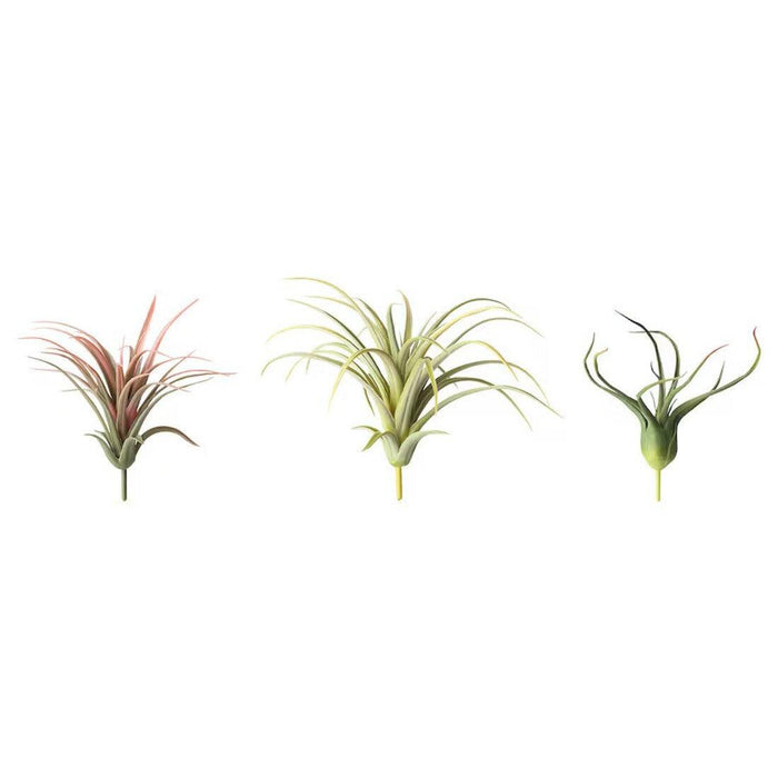 Three air plants of different types on a white background