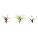 Three air plants of different types on a white background