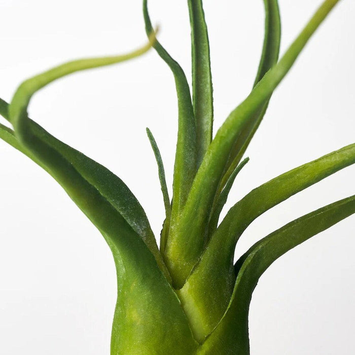 Close-up of a green plant with a white background