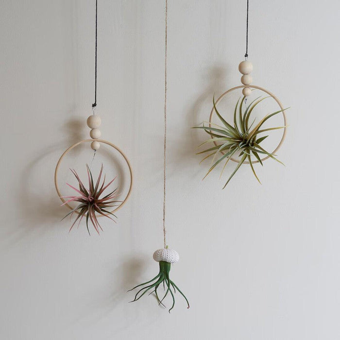 Three hanging air plant holders with plants against a plain background