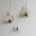 Three hanging air plant holders with plants against a plain background