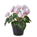 IKEA FEJKA artificial potted plant Alpine violet light pink 12cm indoor outdoor #30637320