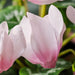 IKEA FEJKA artificial violet pink plant close-up petal detail