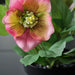 IKEA FEJKA artificial pink Christmas rose plant styled outdoor on balcony