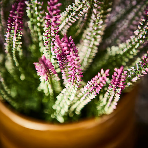 IKEA FEJKA artificial potted plant heather lilac 12cm in plant pot, indoor and outdoor use #30631219