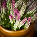 IKEA FEJKA artificial potted plant heather lilac 12cm in plant pot, indoor and outdoor use #30631219