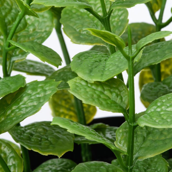 Close-up image of IKEA FEJKA Artificial potted plant, in/outdoor Mint, 9 cm (3 ½ ")20600869
