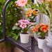 IKEA FEJKA artificial primrose plants three mixed colour mini pots arranged on a surface