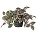 IKEA FEJKA Artificial potted plant, in/outdoor Spiderwort/lilac, 12 cm (4 ¾ ")
