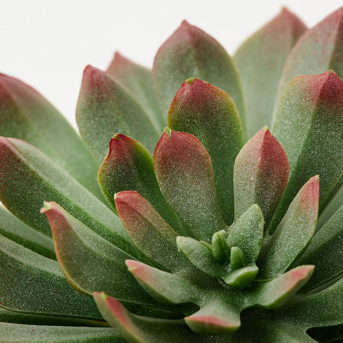 IKEA FEJKA set of 3 artificial succulents in white pots styled on a desk with stationery