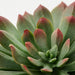 IKEA FEJKA set of 3 artificial succulents in white pots styled on a desk with stationery