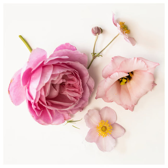 Close-up of delicate dried pink flowers from IKEA FRÖFINK potpourri on a white background