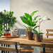 IKEA GRADVIS 9cm glass plant pot close-up showing grooved round shape and warm brown tint
