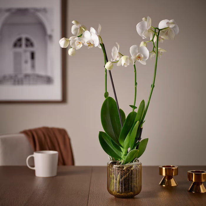 IKEA GRADVIS light brown glass pot placed outdoors on a balcony with natural light