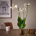 IKEA GRADVIS light brown glass pot placed outdoors on a balcony with natural light