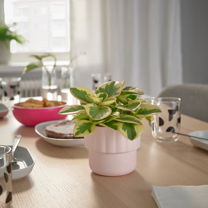  IKEA HÄNGSÄLG small pink plant pot on dining table surrounded by plates cups and a larger potted plant