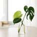 IKEA KARAFF clear glass carafe used as a flower vase with large green leaves on a light wooden table