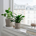 Two IKEA KLOTLÖNN grey stoneware plant pots with different plants on a window sill
