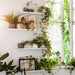 IKEA MALMBÄCK white display shelves with plants and décor items near a window