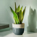 SAGOGRYN plant pot in a home environment, adding style to tabletop decor.