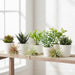 Collection of potted plants on a wooden shelf with a bright background