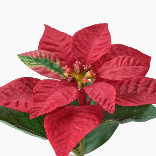 Digital Shoppy Close-up of the IKEA VINTERFINT 6 cm artificial potted poinsettia, vibrant red flowers 30586919