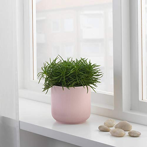 A cylindrical plant pot with a smooth surface texture