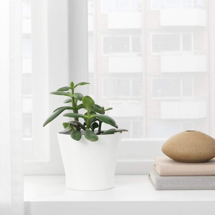 A white IKEA plant pot with a green plant inside 00421703