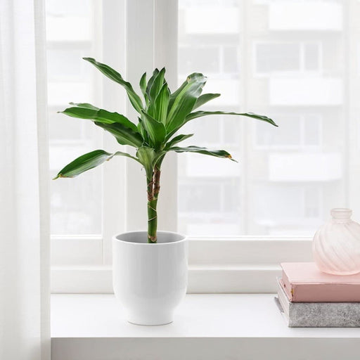 A durable IKEA plant pot that's easy to clean and maintain 20456659