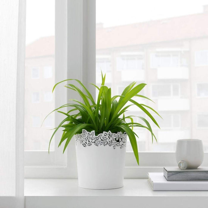 A versatile IKEA plant pot that can be used for different types of plants 90388742