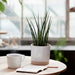 A versatile IKEA plant pot that can be used for different types of plants 69139000