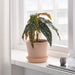 A close-up image of an IKEA artificial potted plant, showing the intricate details of the leaves and stem, which resemble a real plant.70476099 Price, online, decoration plant
