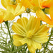 Digital Shoppy IKEA Artificial Potted Plant, Indoor/Outdoor/Cosmos Yellow, 9 cm (3 ½ ")  40506494