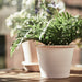 Digital Shoppy IKEA Artificial Potted Plant, in/Outdoor