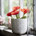 Digital Shoppy Lifelike IKEA Artificial Potted Plant in Poppy Red, Ideal for Indoor or Outdoor Decor, 9 cm 30476157
