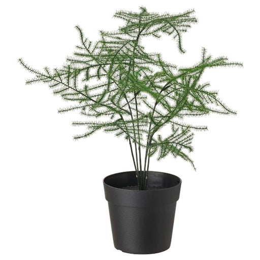 Digital Shoppy A realistic-looking artificial potted asparagus plant from IKEA, perfect for adding greenery to any indoor or outdoor space.  (3 ½ ") - digitalshoppy.in